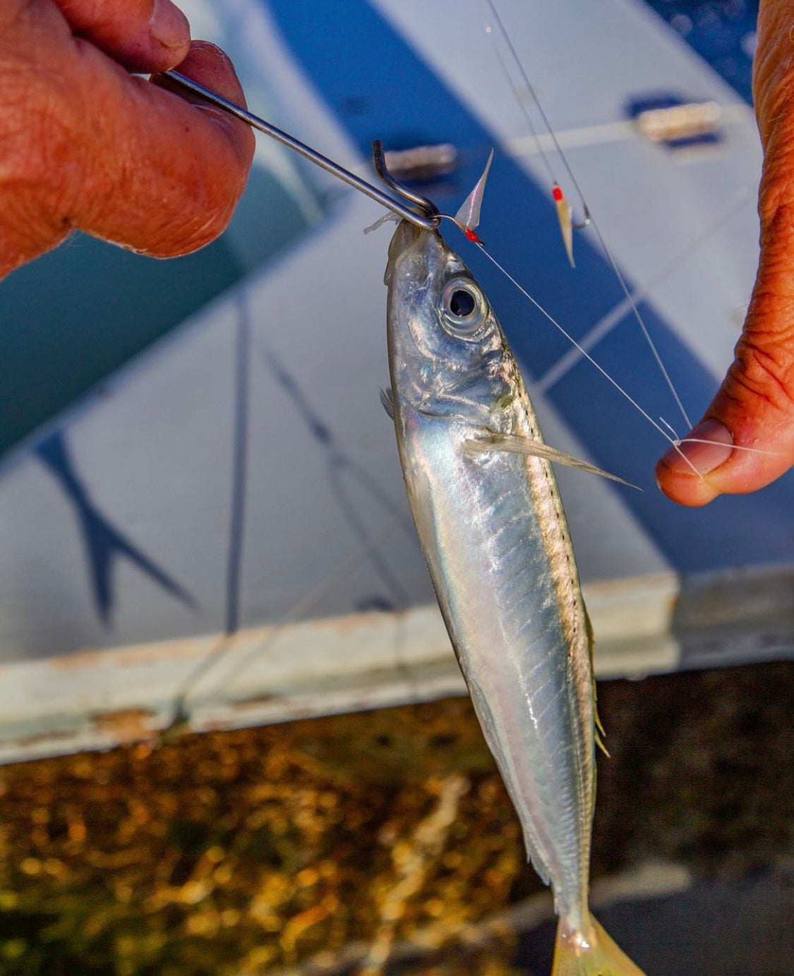 Sebiki Rigs Bait Rig/Sabiki How To – R&R Tackle Co. | Premium Saltwater Fishing Tackle