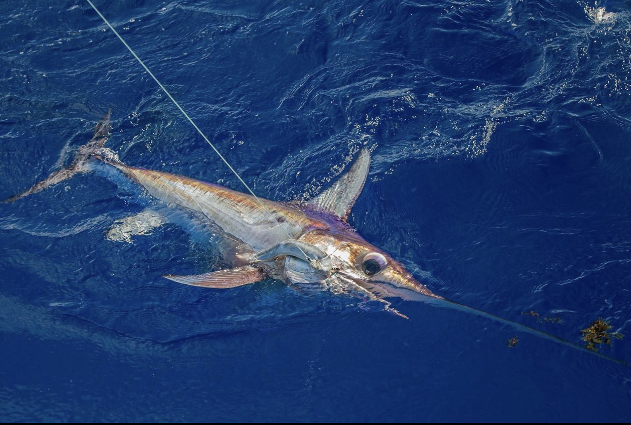 Swordfish Trace » Fish On Custom Leaders