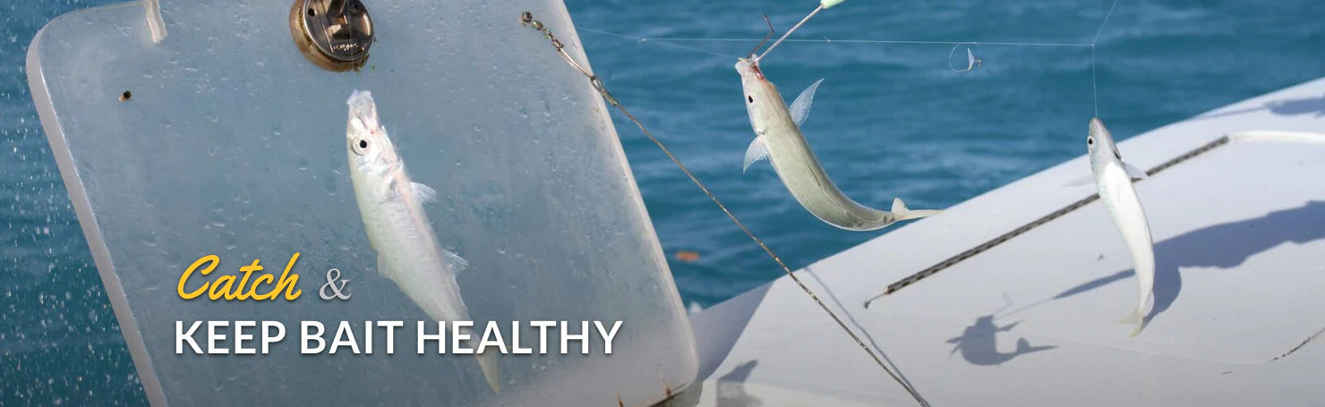 Buy BlacktipH Fishing Gear Live Bait Rigs, Fluorocarbon Leader